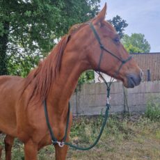 Longe pour randonnée à cheval qui s'attache autour du cou du cheval avec mousqueton et anneaux