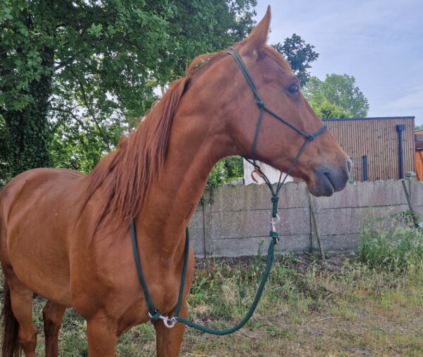 Longe pour randonnée à cheval qui s'attache autour du cou du cheval avec mousqueton et anneaux