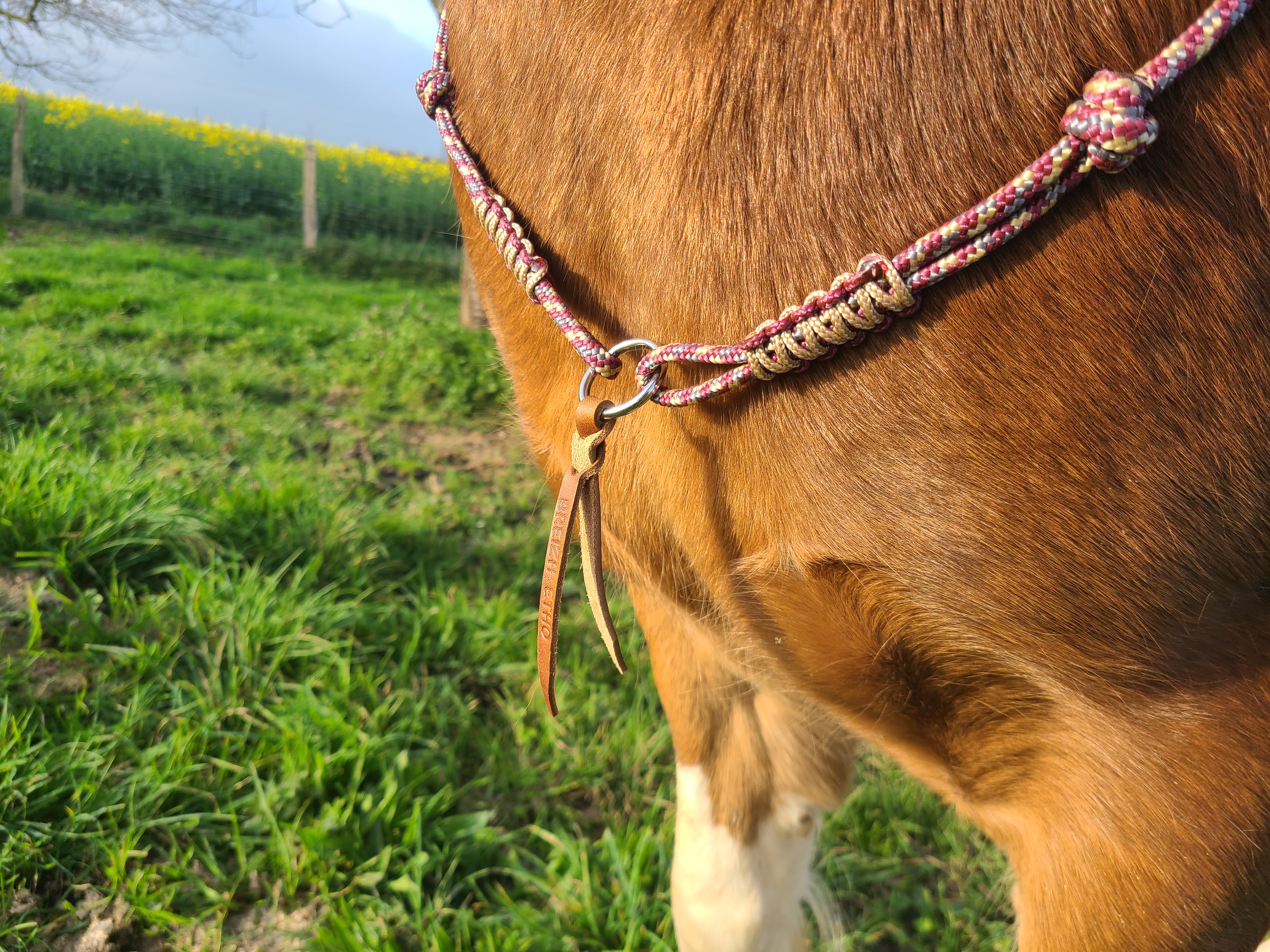 Cordelette tressé avec anneau ou collier d'encolure