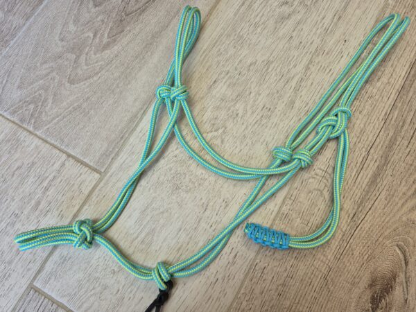 PONEY licol turquoise et vert fluo